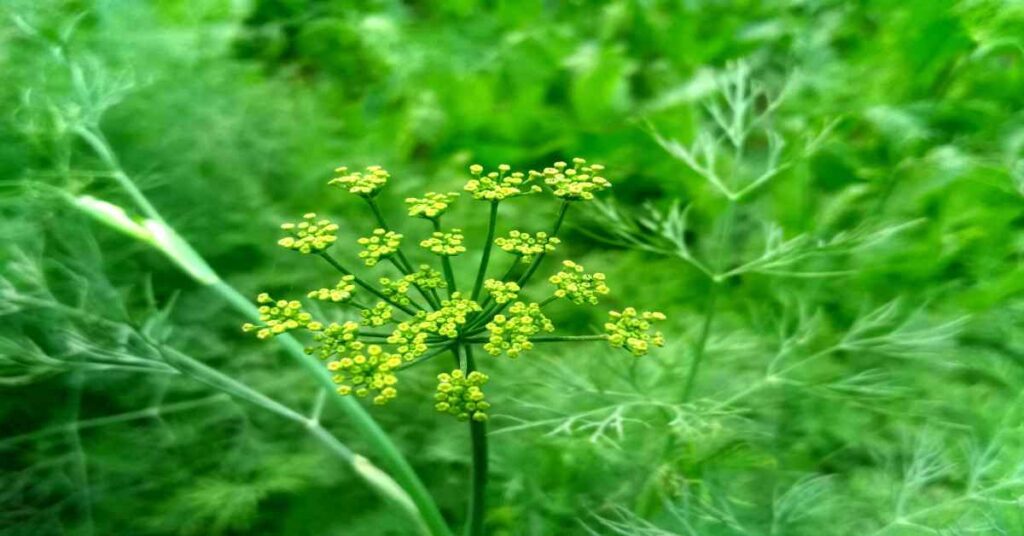 Benefits of Fennel