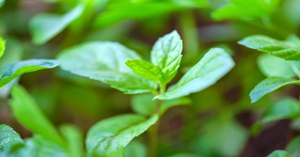 Peppermint Benefits