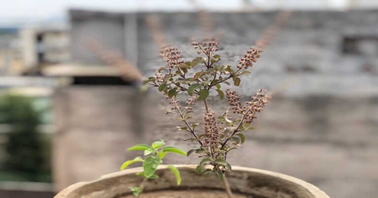 Benefits of Tulsi