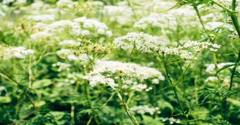 Benefits of Yarrow