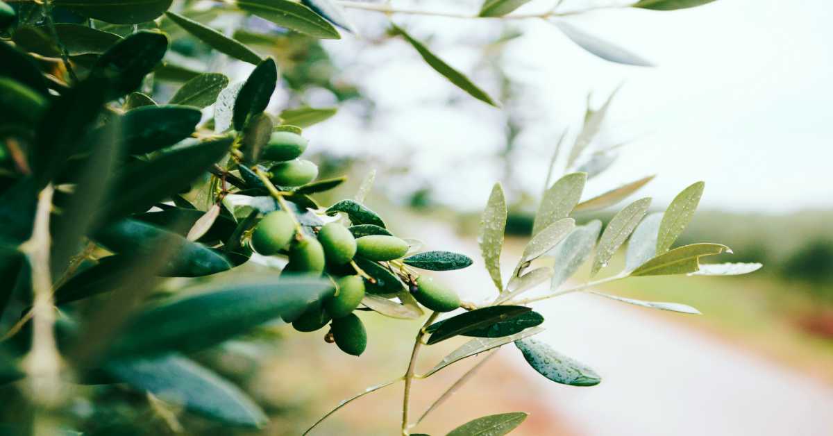 Olive benefits
